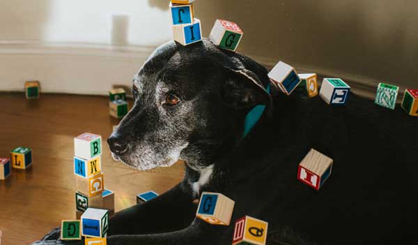 dog with blocks