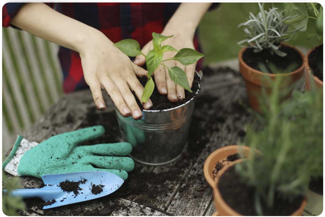 potting a plant